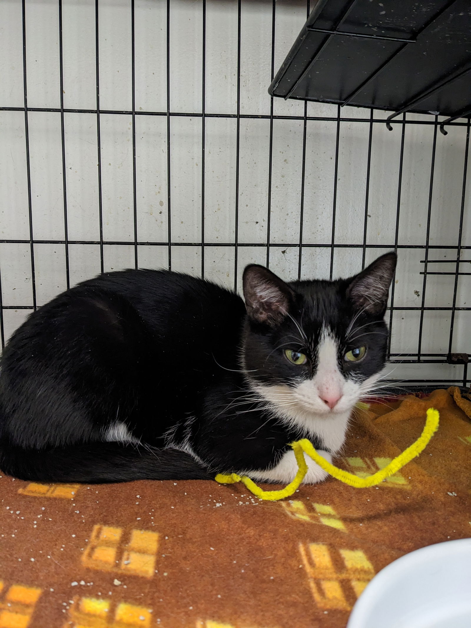 adoptable Cat in Saint Ann, MO named Huxley