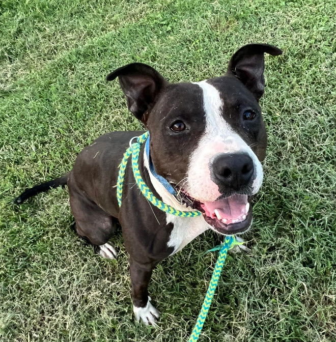 adoptable Dog in Saint Ann, MO named Buttons