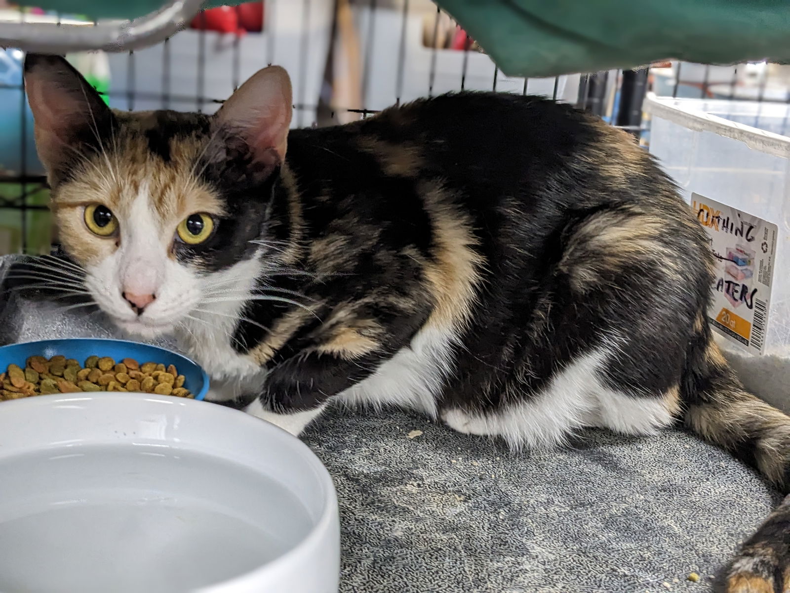 adoptable Cat in Saint Ann, MO named Roseanne