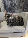 adoptable Cat in  named Colletta
