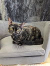 adoptable Cat in Saint Ann, MO named Colletta