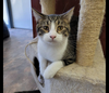 adoptable Cat in Saint Ann, MO named Woodstock