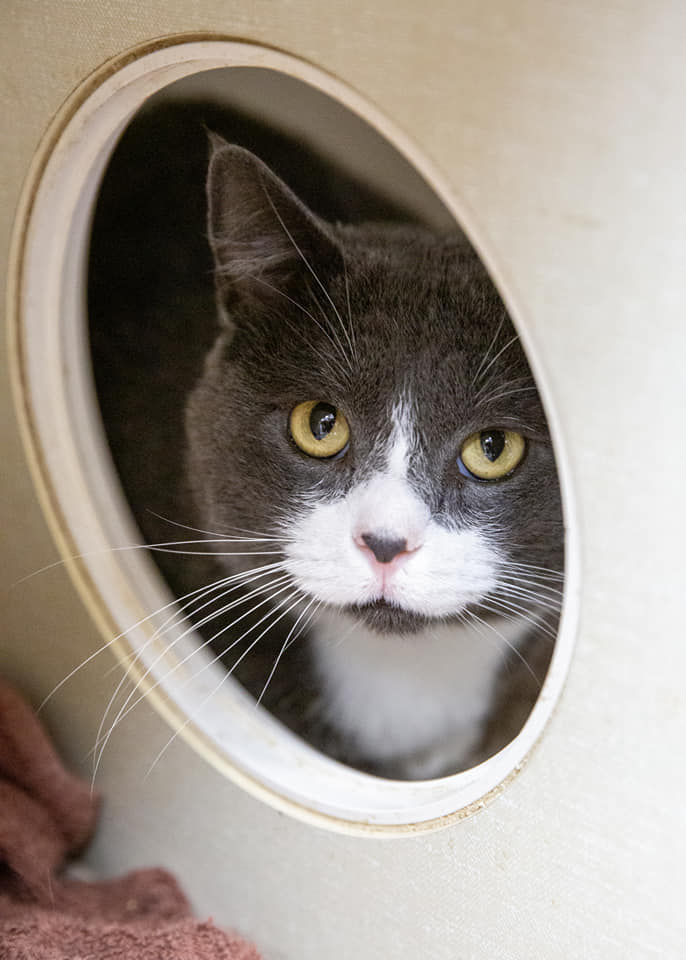 adoptable Cat in Saint Ann, MO named Shaggy