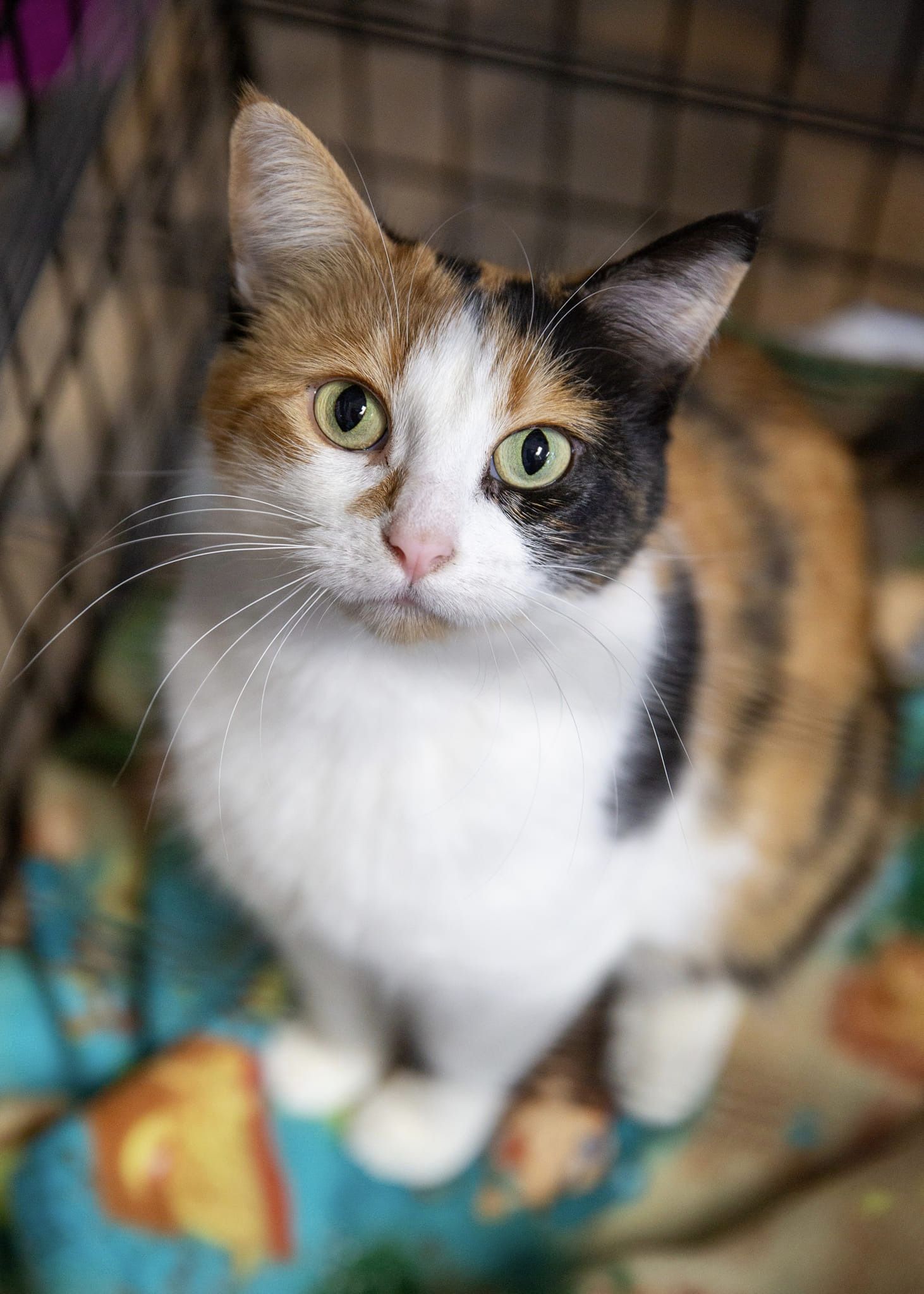 Cleopatra