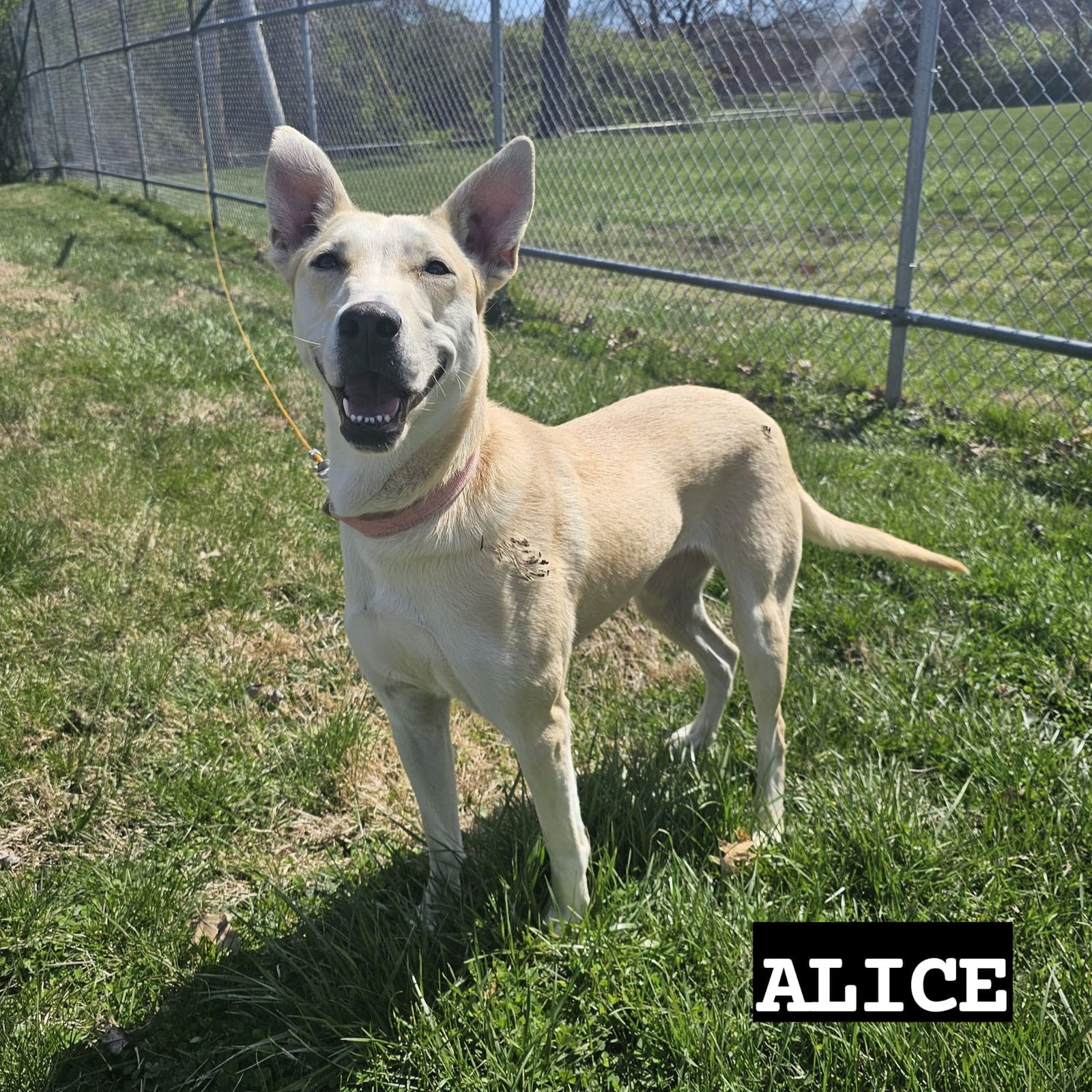 adoptable Dog in Saint Ann, MO named Alice