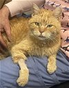 adoptable Cat in saint ann, MO named Ed Sheeran
