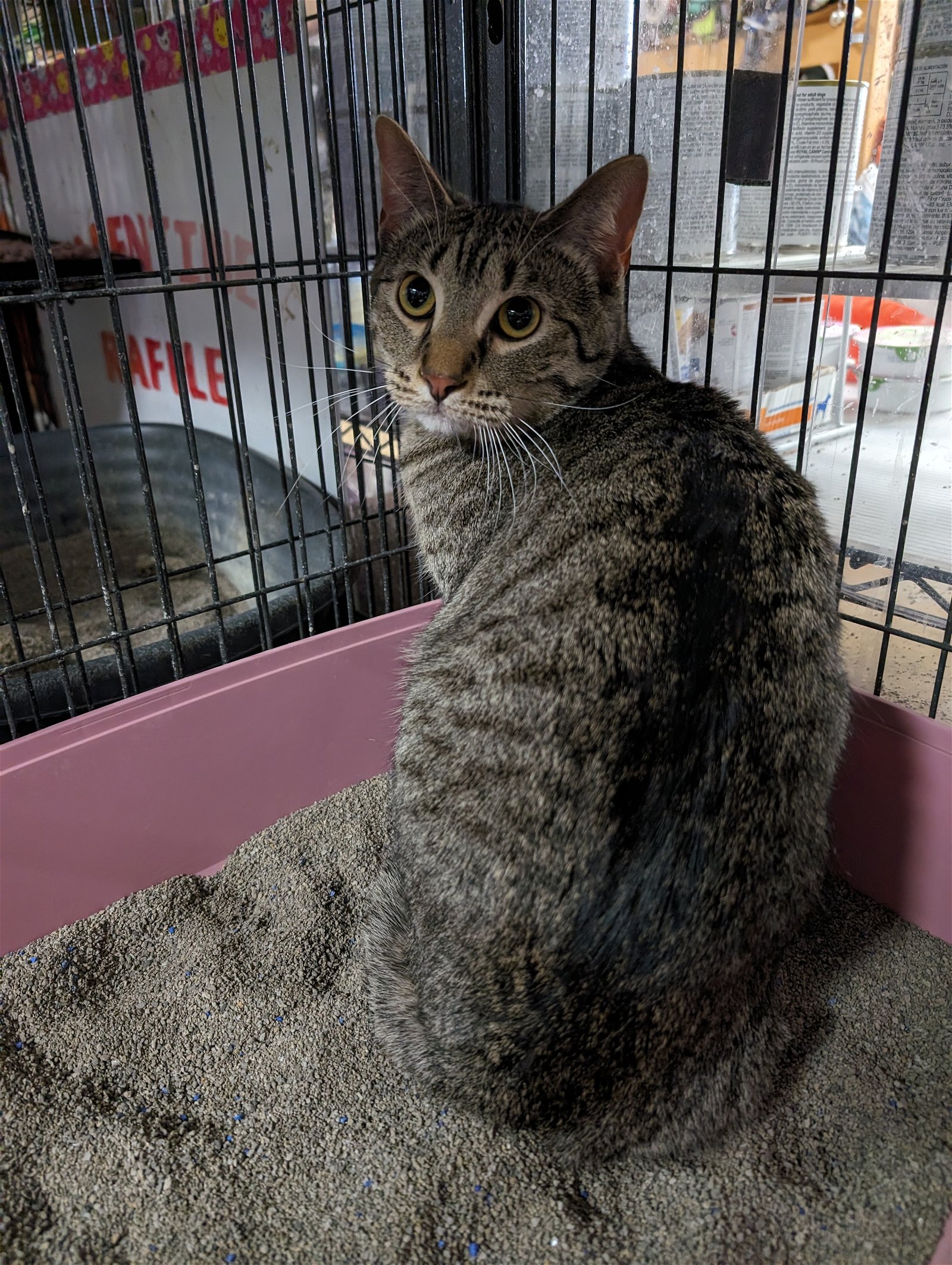 adoptable Cat in Saint Ann, MO named Charcoal