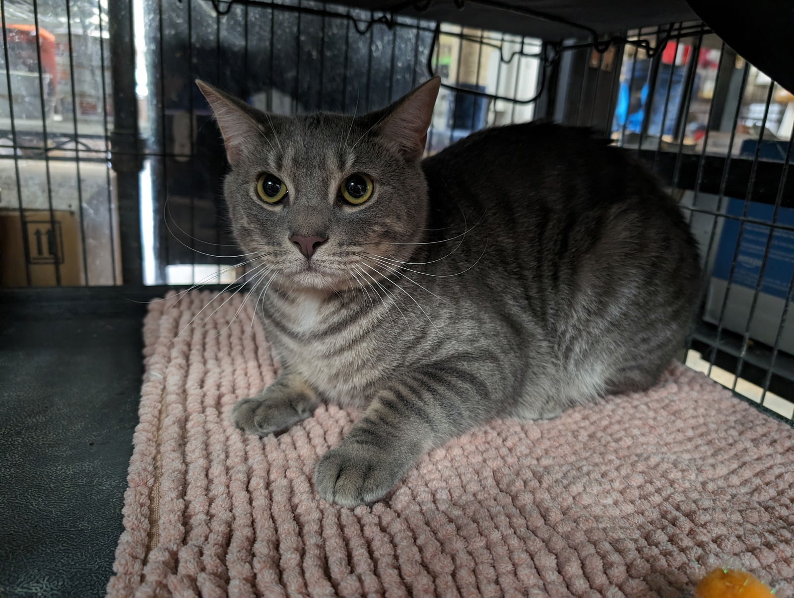 adoptable Cat in Saint Ann, MO named Gesso