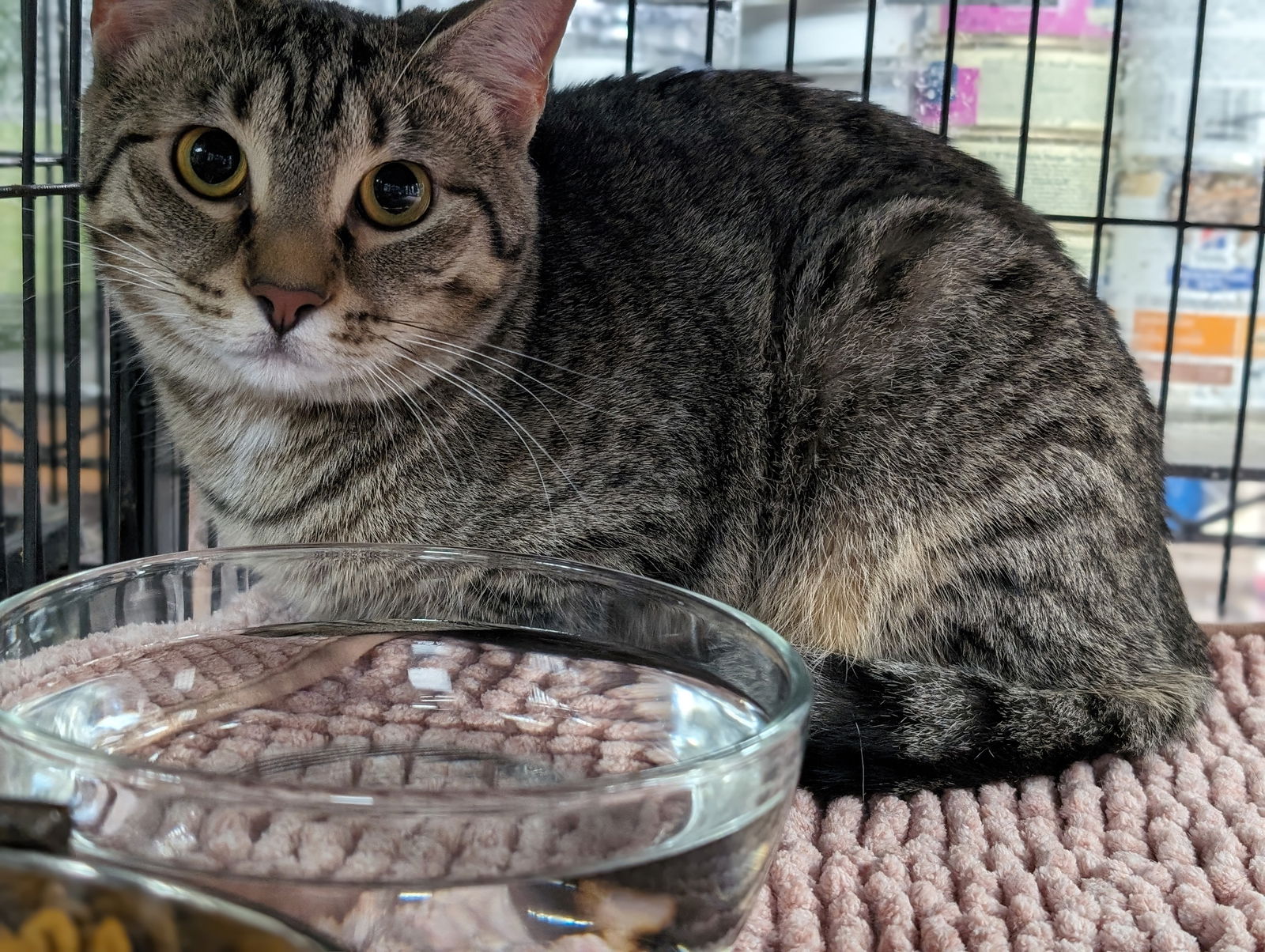 adoptable Cat in Saint Ann, MO named Graphite