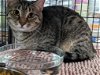 adoptable Cat in saint ann, MO named Graphite