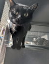 adoptable Cat in saint ann, MO named Dory