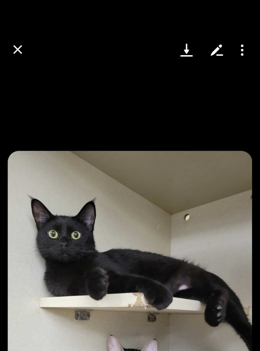 adoptable Cat in Saint Ann, MO named Dory