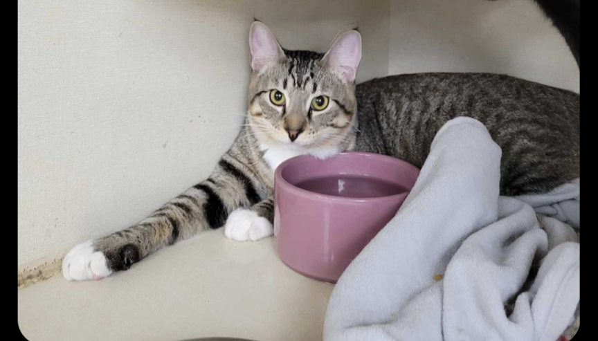 adoptable Cat in Saint Ann, MO named Marlin