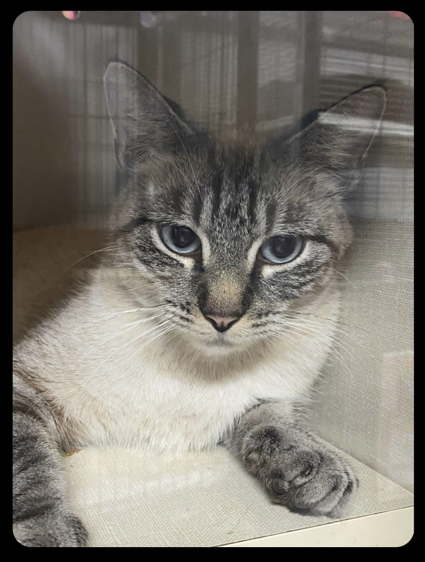 adoptable Cat in Saint Ann, MO named Sugar