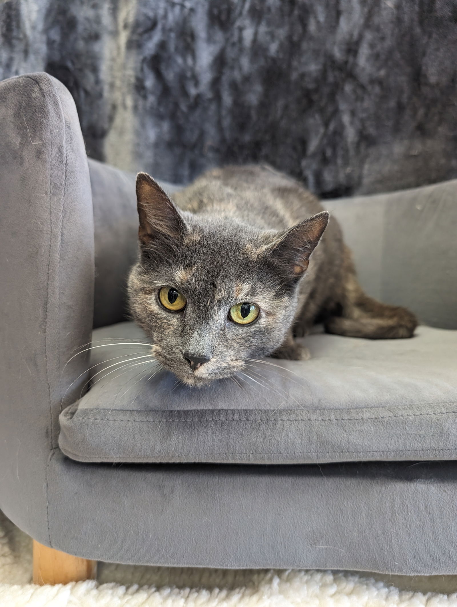 adoptable Cat in Saint Ann, MO named Emory