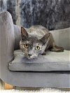 adoptable Cat in  named Emory