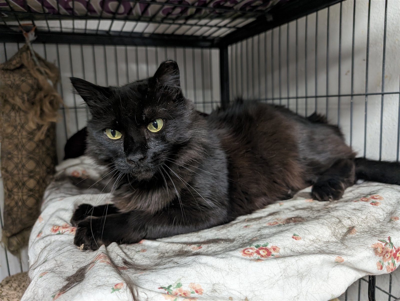 adoptable Cat in Saint Ann, MO named Shelter Queen