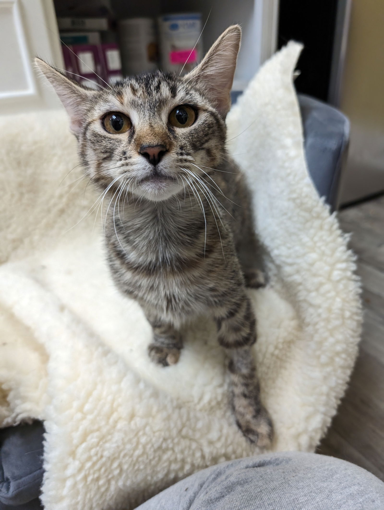 adoptable Cat in Saint Ann, MO named Bernadette