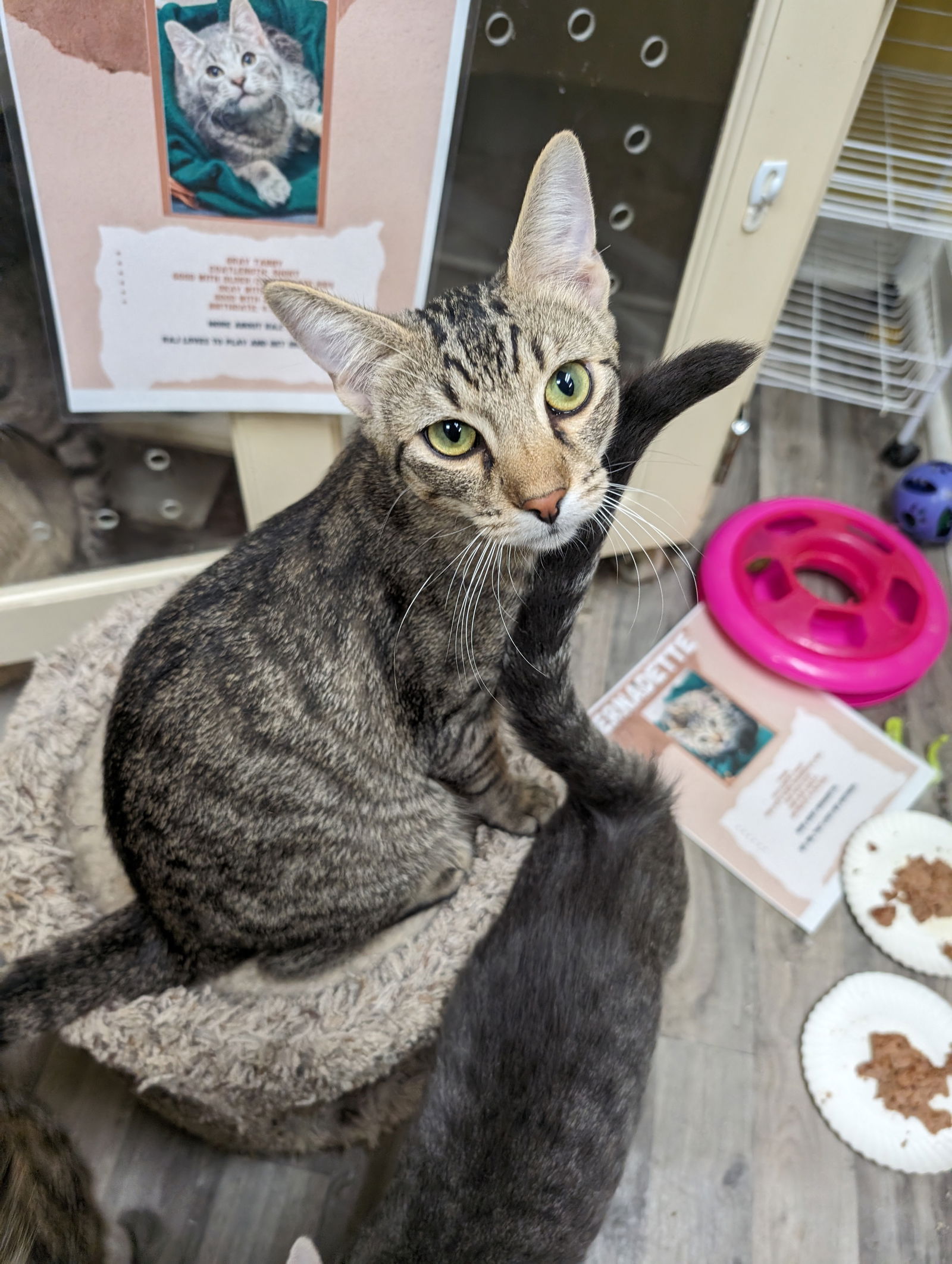 adoptable Cat in Saint Ann, MO named Howard