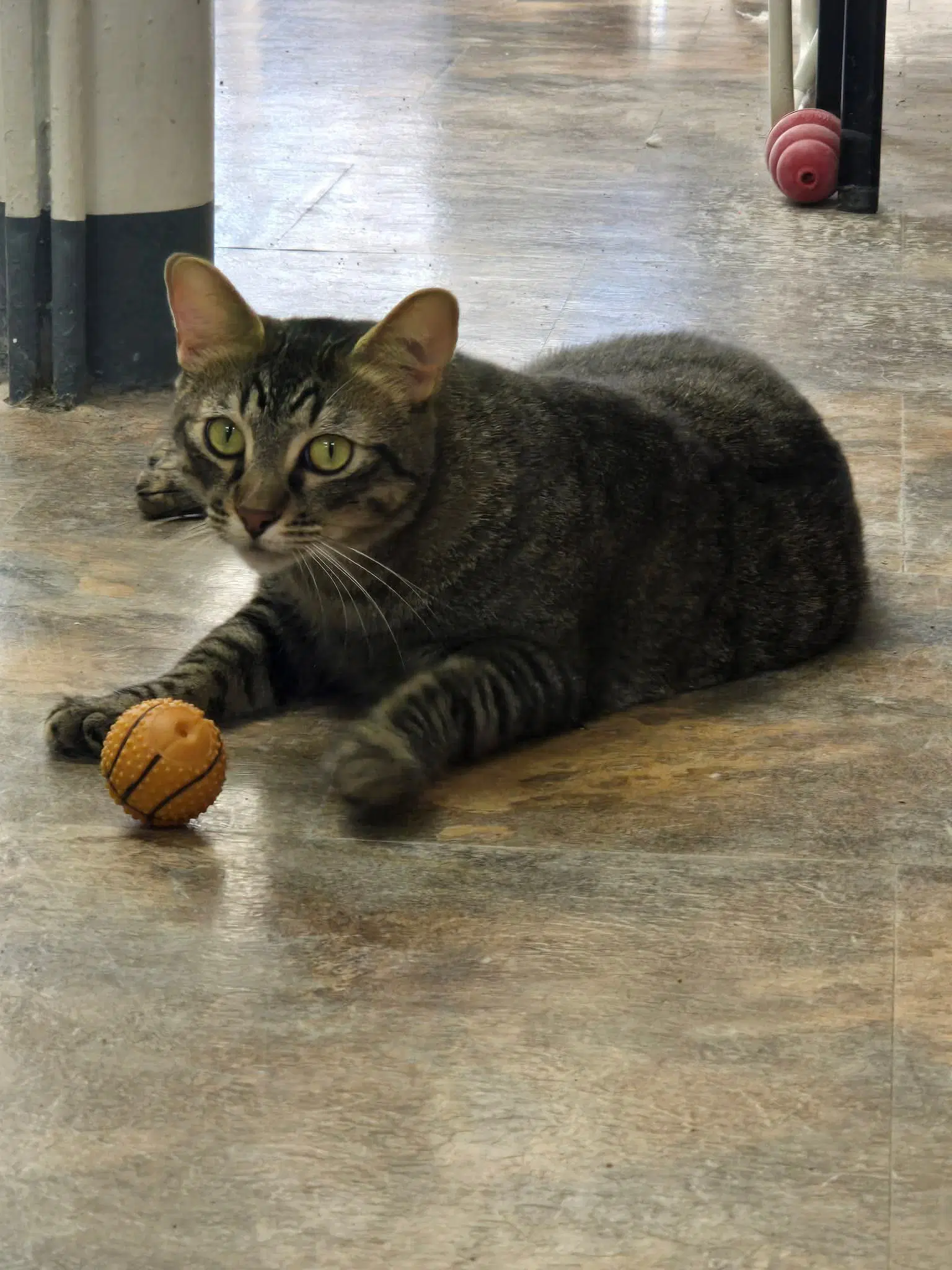 Kripke - Domestic Short Hair