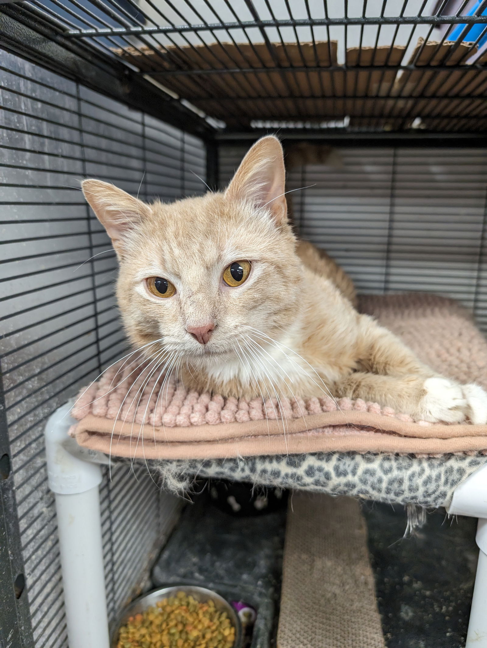 adoptable Cat in Saint Ann, MO named Hudson