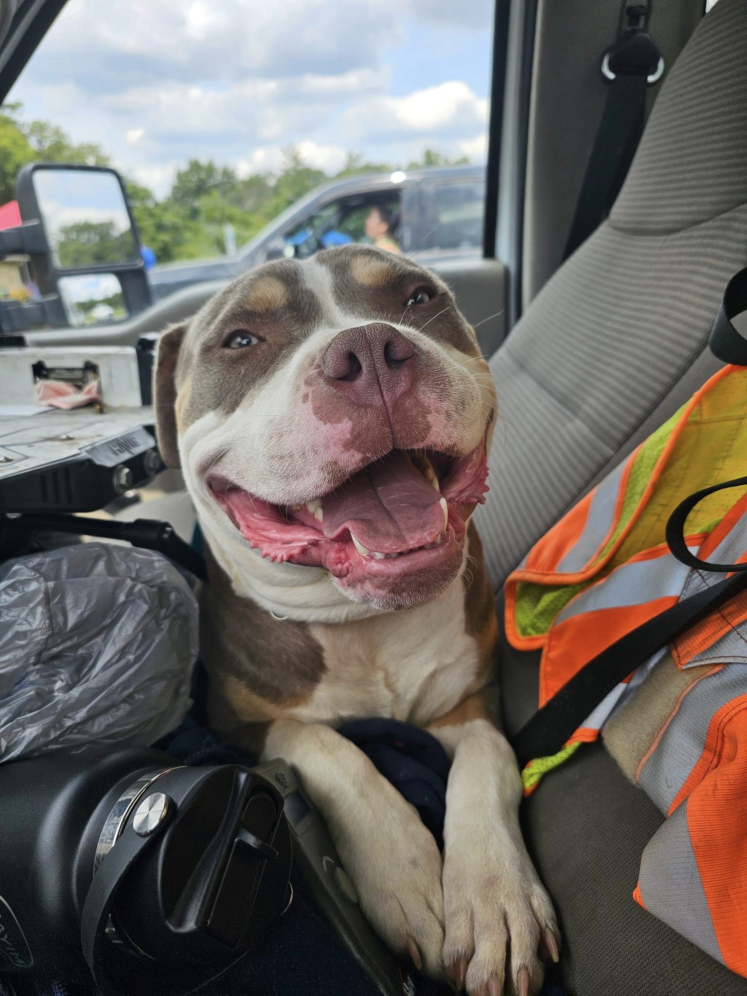 adoptable Dog in Saint Ann, MO named Draco