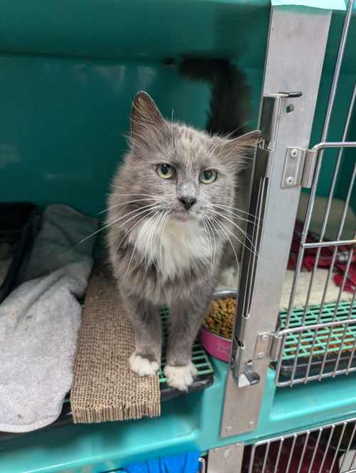 picture of the cat needing adoption