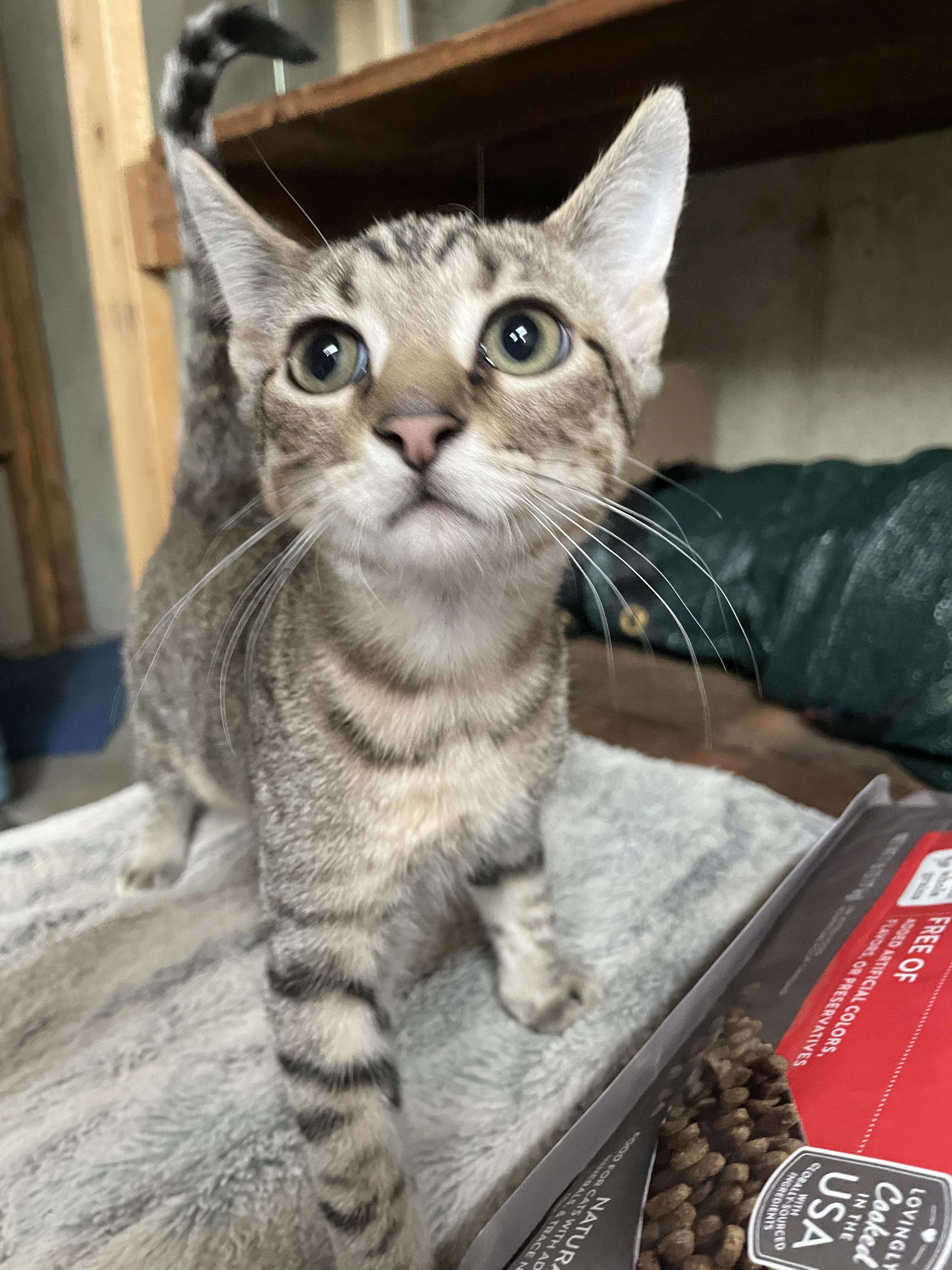 adoptable Cat in Saint Ann, MO named Boo