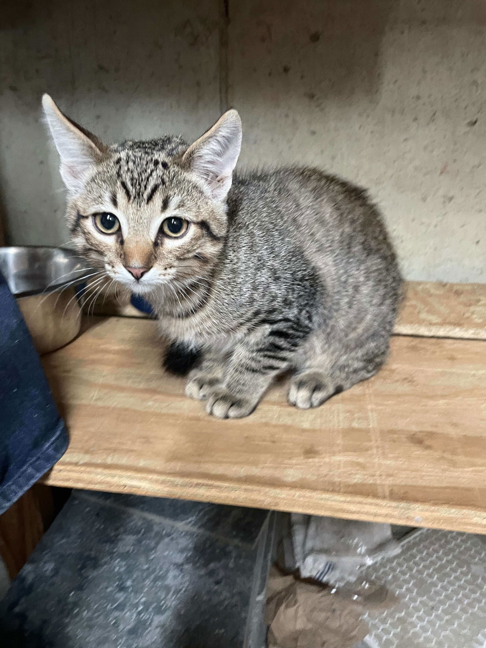 adoptable Cat in Saint Ann, MO named Beerus