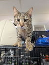 adoptable Cat in Saint Ann, MO named Vegeta