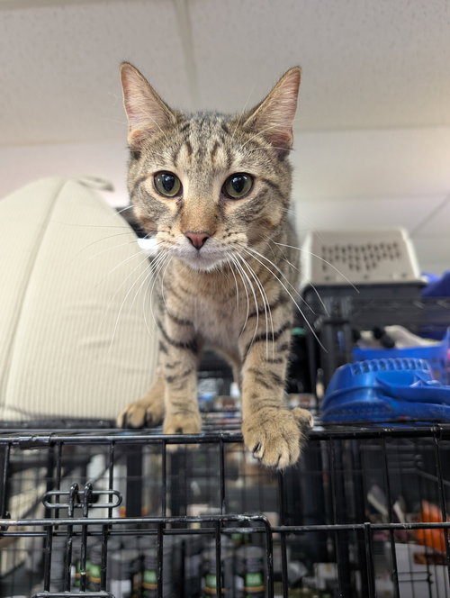 picture of the cat needing adoption