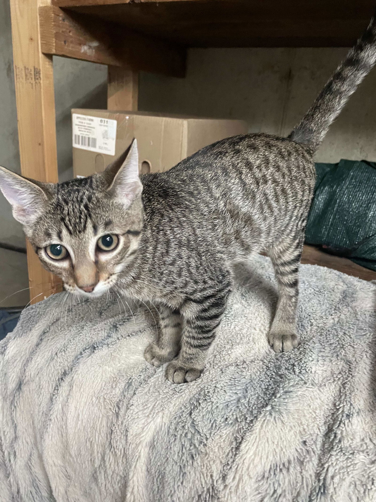 adoptable Cat in Saint Ann, MO named Vegeta