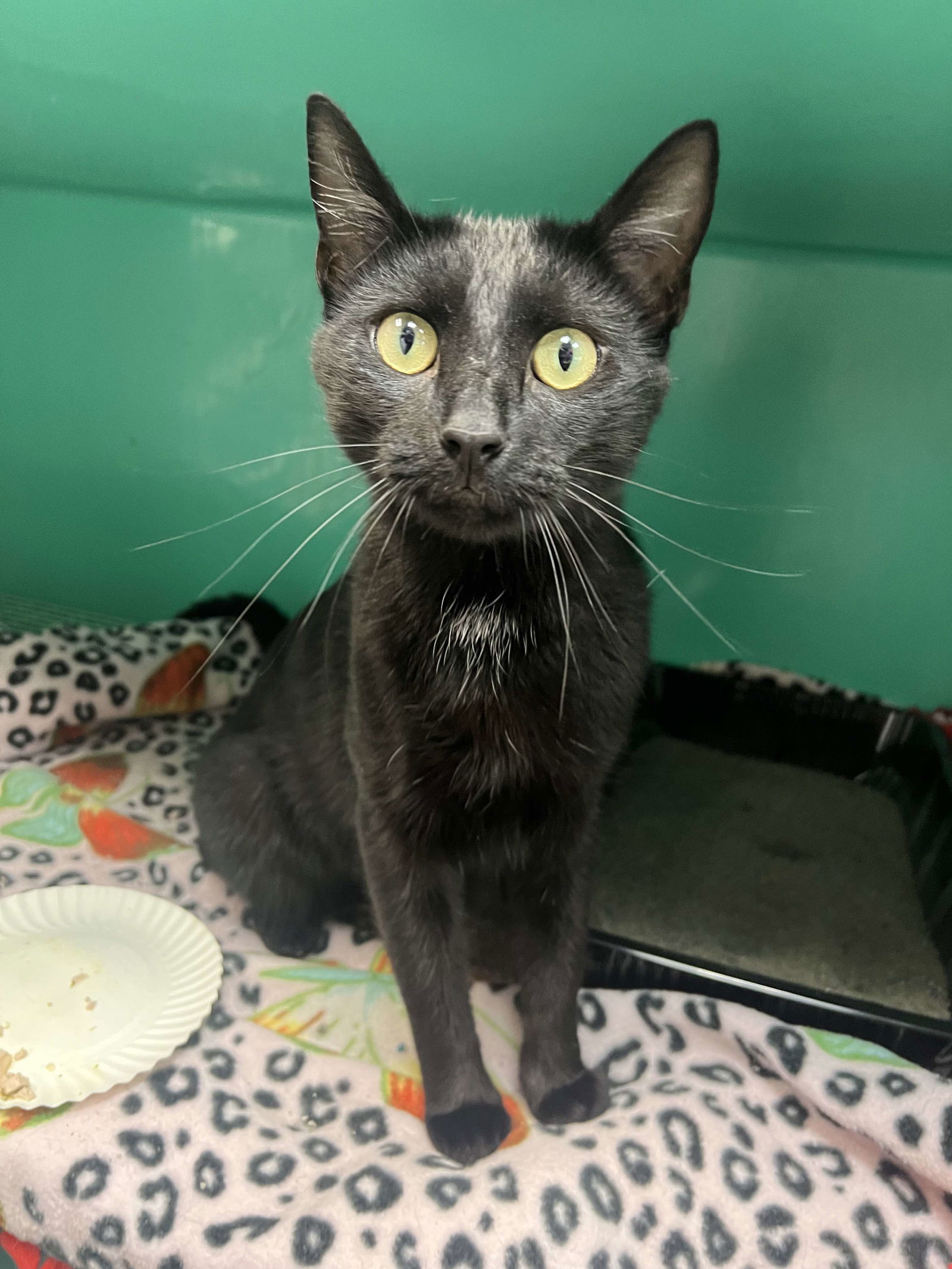 adoptable Cat in Saint Ann, MO named Obsidian