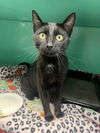 adoptable Cat in , MO named Obsidian