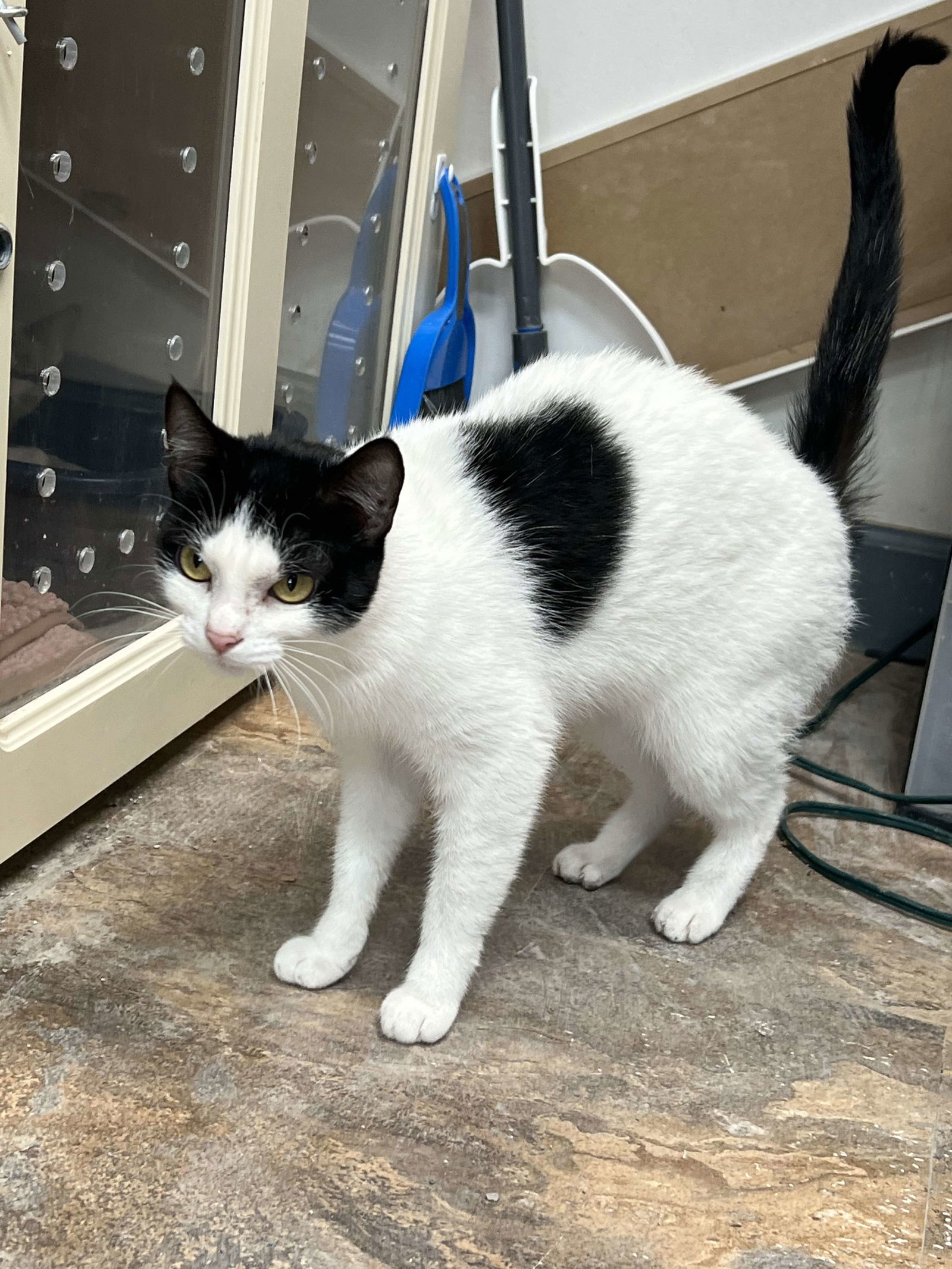 adoptable Cat in Saint Ann, MO named Letty