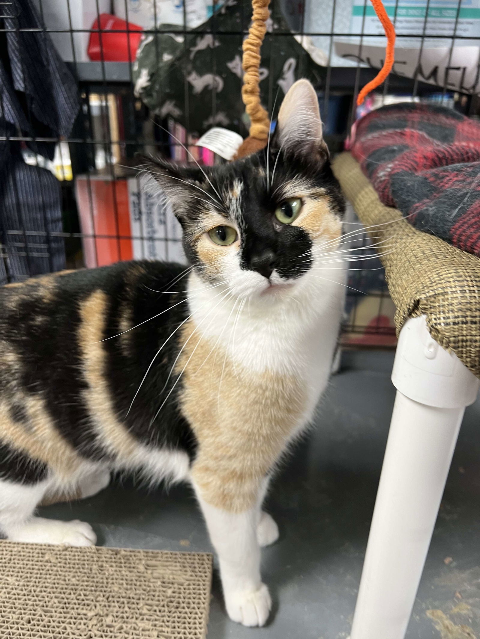 adoptable Cat in Saint Ann, MO named Juliette