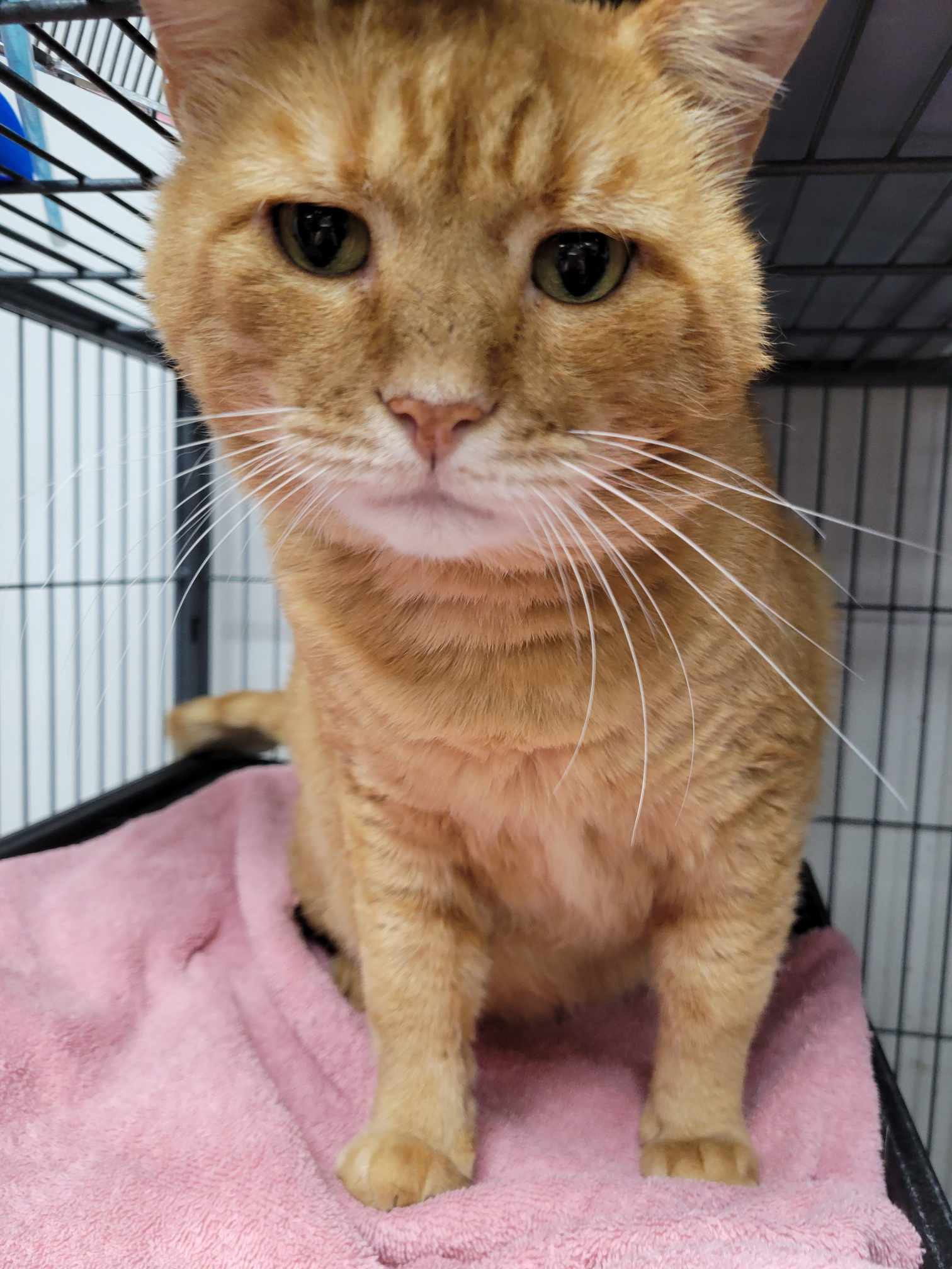 adoptable Cat in Saint Ann, MO named Big Mac