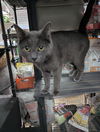 adoptable Cat in Saint Ann, MO named Ironman