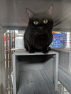 adoptable Cat in Saint Ann, MO named Black Panther