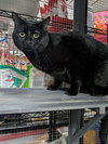 Black Panther - Photo 2