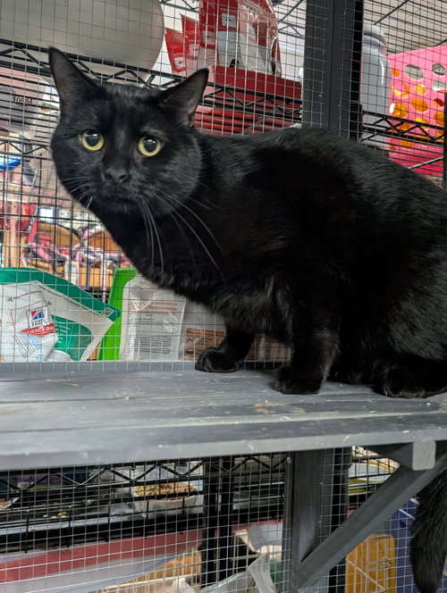 BLACK PANTHER - Domestic Short Hair available for adoption