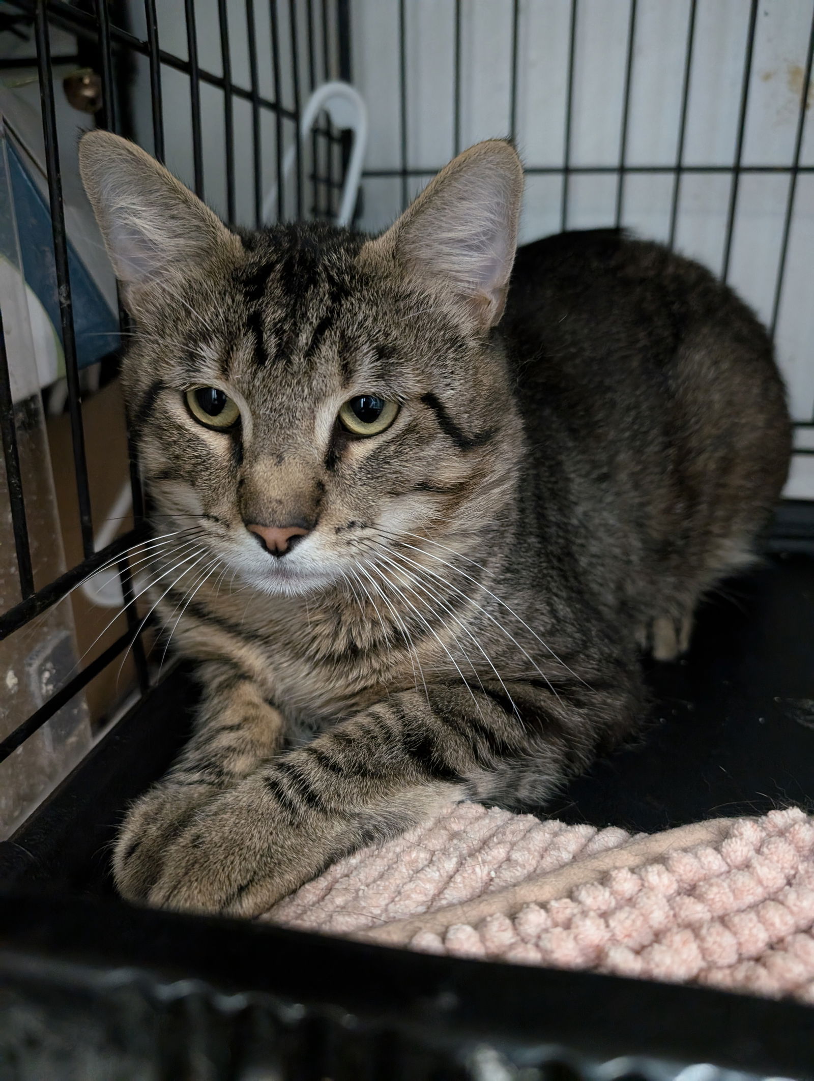 adoptable Cat in Saint Ann, MO named Damian