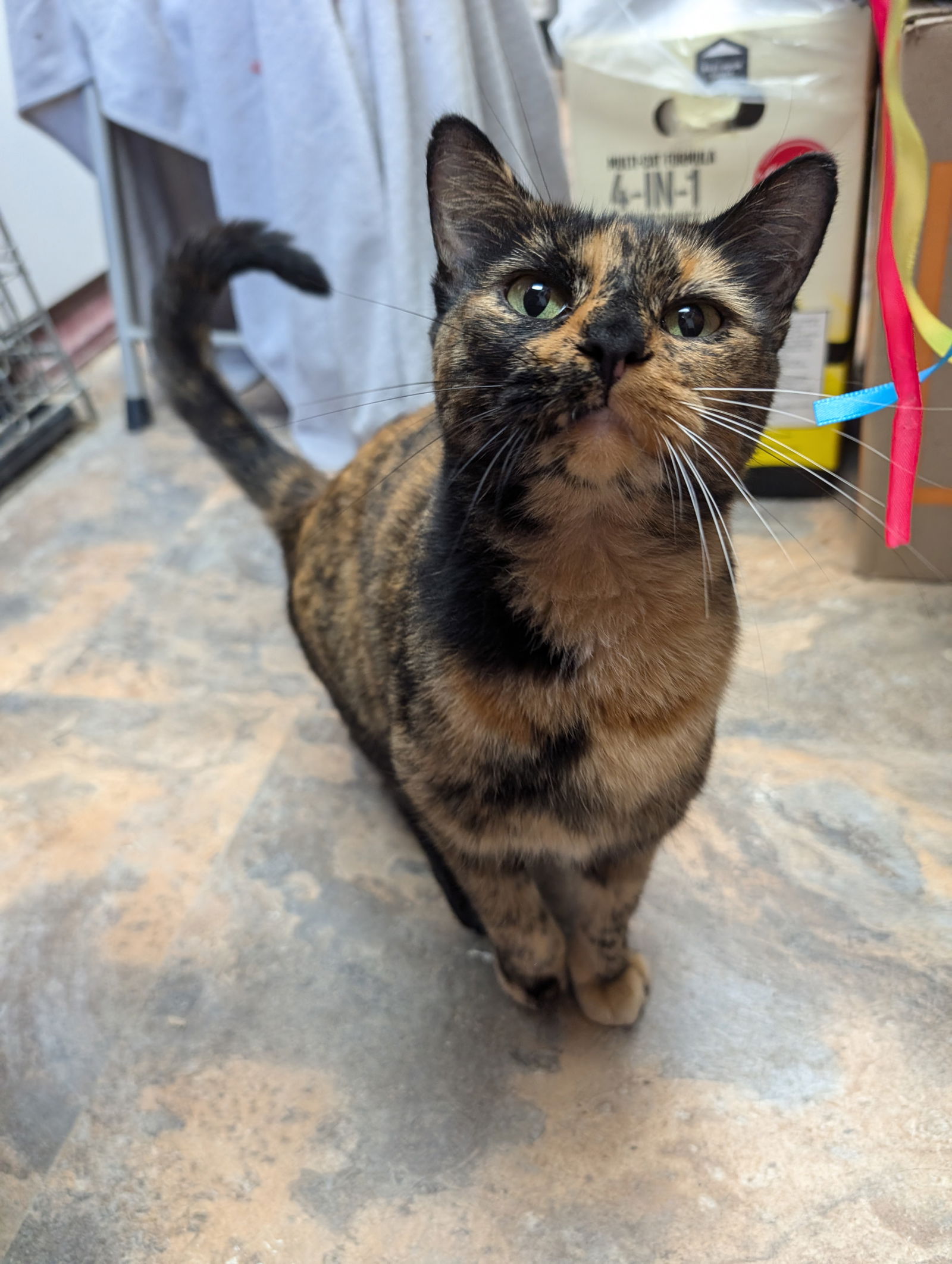 adoptable Cat in Saint Ann, MO named Josie