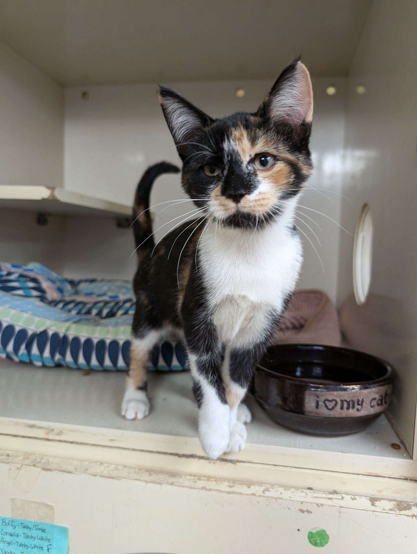 adoptable Cat in Saint Ann, MO named Ellie