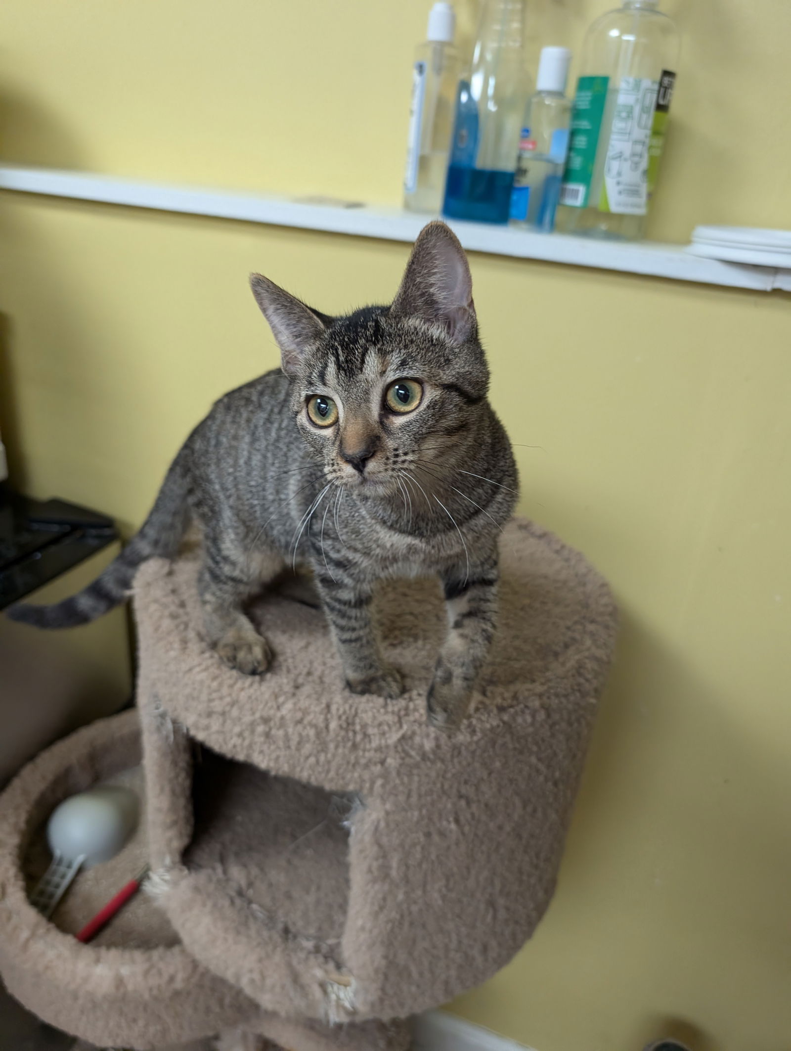 adoptable Cat in Saint Ann, MO named Bean