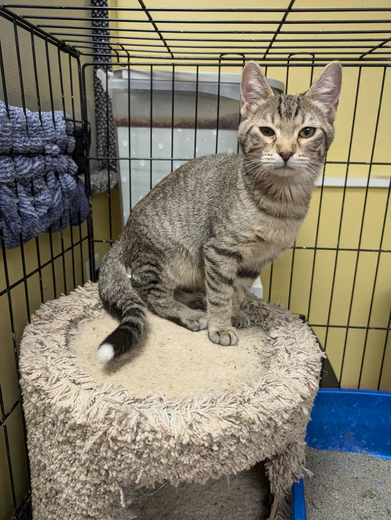 adoptable Cat in Saint Ann, MO named Eggroll