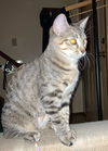 adoptable Cat in Saint Ann, MO named Jessica