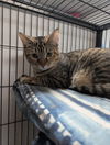 adoptable Cat in Saint Ann, MO named Aly