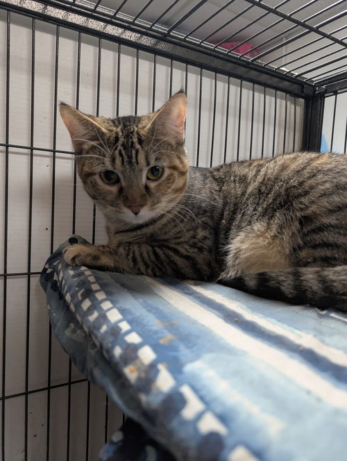 picture of the cat needing adoption