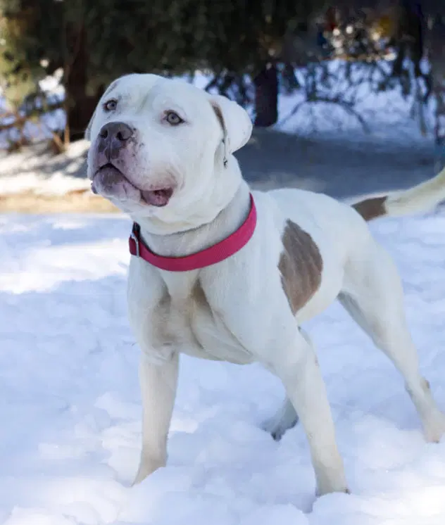 Lucious - American Pit Bull Terrier